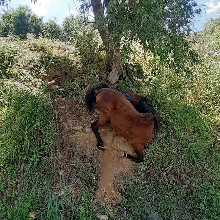 Μεσαιωνικά βασανιστήρια σε άλογο στην Τζια προκαλούν οργή στους φιλόζωους στην Ελλάδα