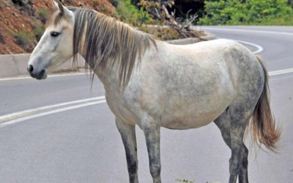 Μεσαιωνικά βασανιστήρια σε άλογο στην Τζια προκαλούν οργή στους φιλόζωους στην Ελλάδα>