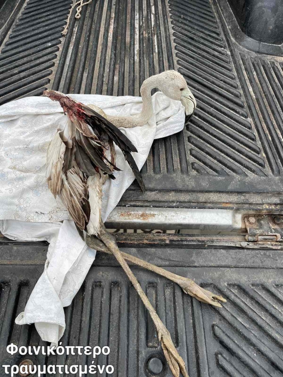 Οργή στο Μεσολόγγι: Παράνομοι κυνηγοί σκοτώνουν φλαμίνγκο σε προστατευόμενη περιοχή
