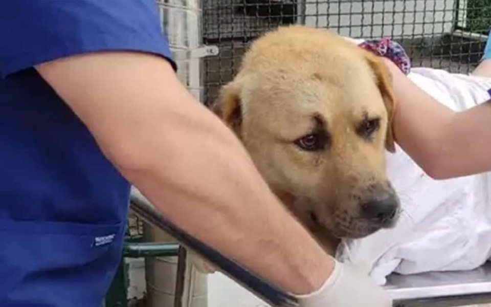Ραγίζει καρδιές: Αδέσποτος σκύλος χτυπήθηκε και εγκαταλείφθηκε, έμεινε παράλυτος στη Θεσσαλονίκη | OPEN Report>