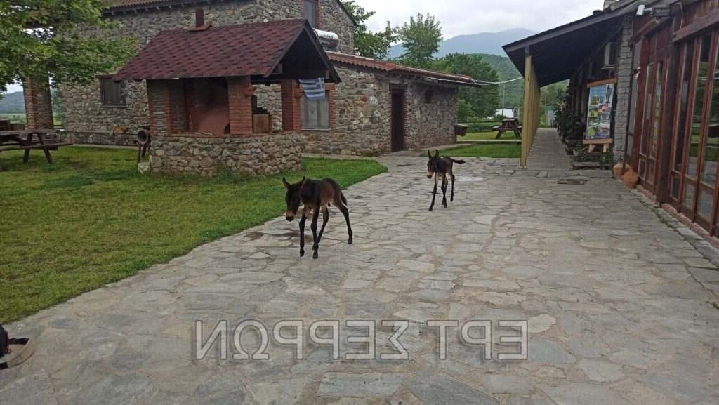 Σπάνια δίδυμα πουλάρια γεννήθηκαν σε φάρμα αλόγων στις Σέρρες – Ένα αξιοσημείωτο γεγονός