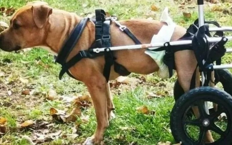 Συγκινητική πράξη: Σκύλος με αναπηρία στην Κρήτη λαμβάνει προσαρμοσμένο αναπηρικό αμαξίδιο |