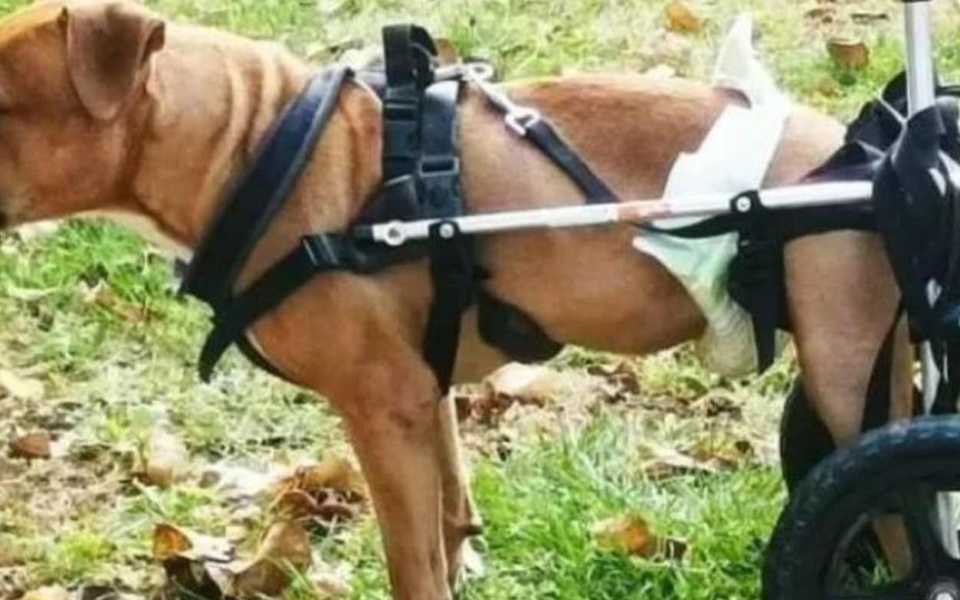 Συγκινητική πράξη: Σκύλος με αναπηρία στην Κρήτη λαμβάνει προσαρμοσμένο αναπηρικό αμαξίδιο |>