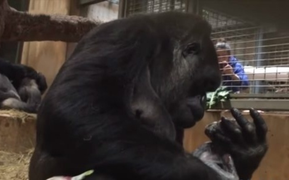 Συγκινητικό: Ο γορίλας γίνεται αφοσιωμένη μαμά στο ζωολογικό κήπο του Σμιθσόνιαν>