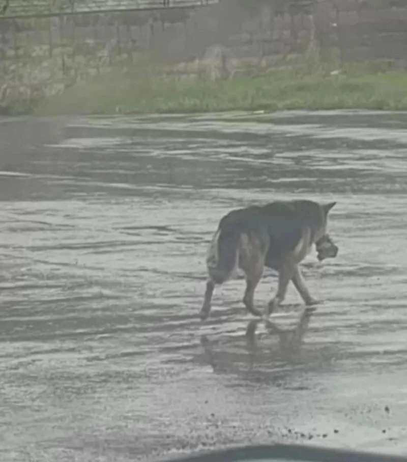 Συγκινητικό παραμύθι: Σκύλος έχασε τον ιδιοκτήτη του, περιπλανιέται στους δρόμους με το αγαπημένο του παιχνίδι