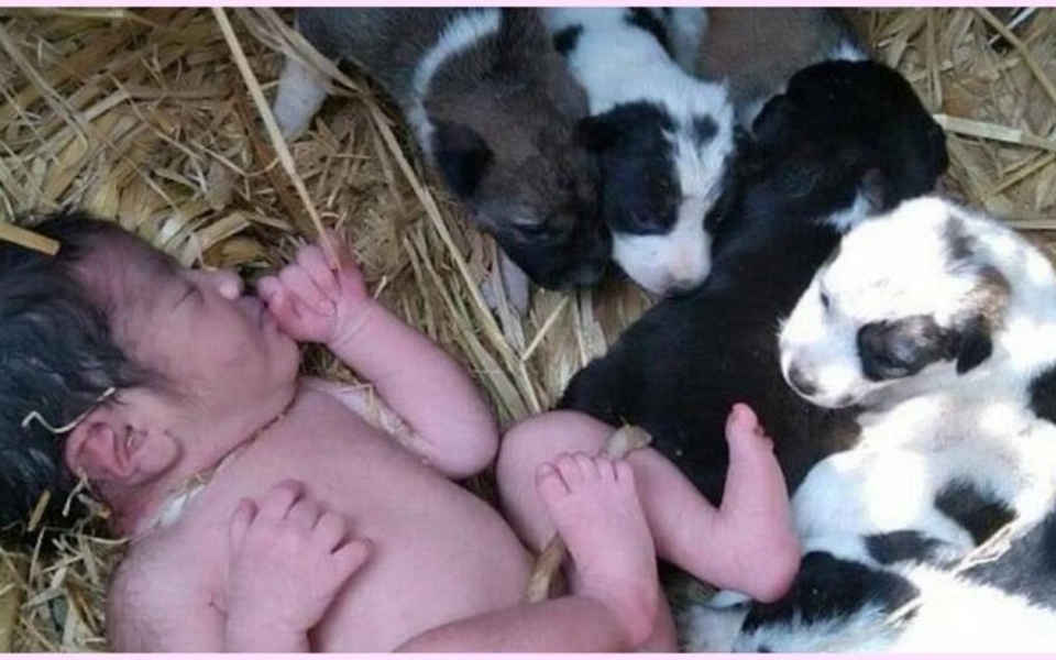 Θαύμα διάσωσης: Αδέσποτα σκυλιά σώζουν εγκαταλελειμμένο νεογέννητο μωρό>