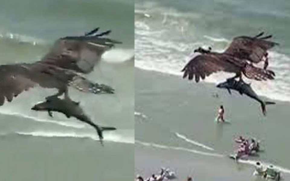 Αετός βουτάει στη θάλασσα: Γίνετε μάρτυρες ενός σπάνιου γεγονότος γενναιότητας πουλιών>