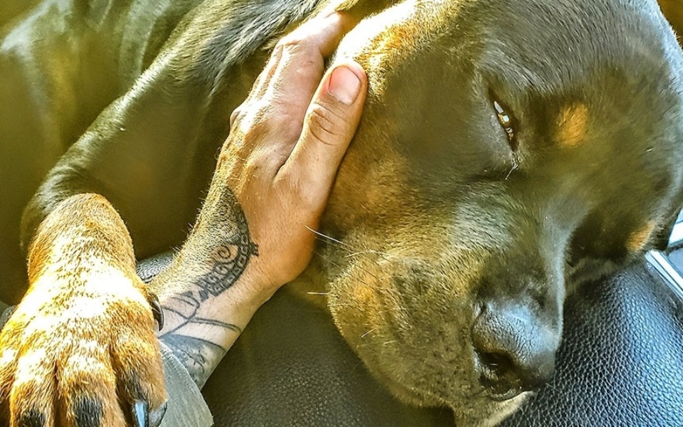 Αγάπη σαν σκύλος: Αγκαλιάστε την αγάπη χωρίς όρους και μεταμορφώστε τον κόσμο>