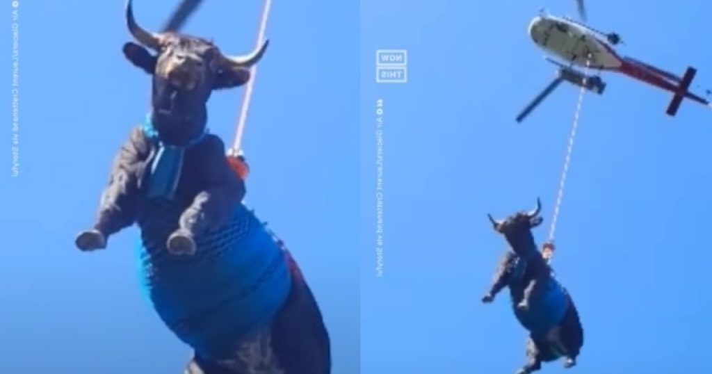 Airlifted Cow: Η αποστολή διάσωσης στις ελβετικές Άλπεις σώζει τραυματισμένη θεά