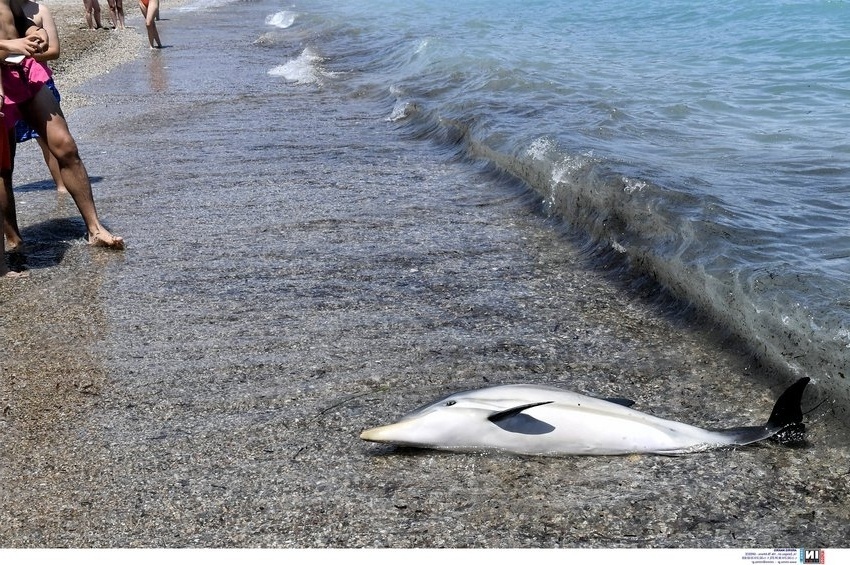 Ακυβέρνητο δελφίνι στην παραλία της Κορίνθου: Προσπάθειες για την καθοδήγηση και διάσωση του χαμένου δελφινιού