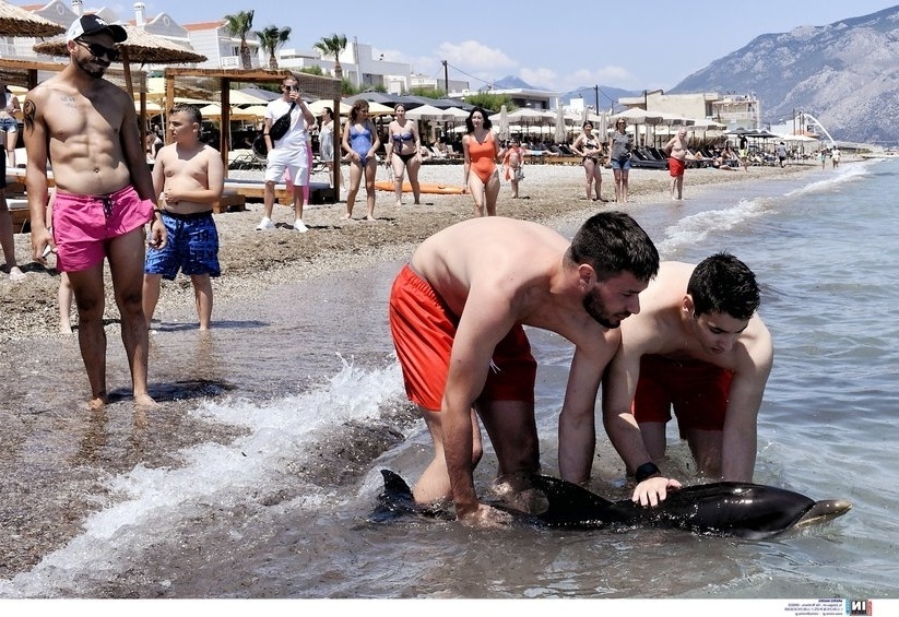 Ακυβέρνητο δελφίνι στην παραλία της Κορίνθου: Προσπάθειες για την καθοδήγηση και διάσωση του χαμένου δελφινιού