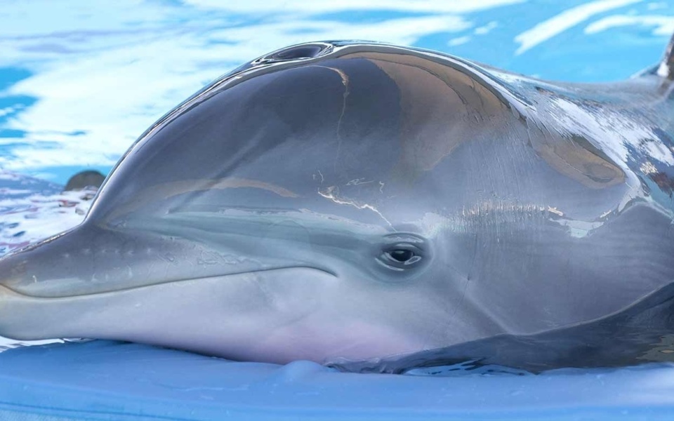 Ακυβέρνητο δελφίνι στην παραλία της Κορίνθου: Προσπάθειες για την καθοδήγηση και διάσωση του χαμένου δελφινιού>