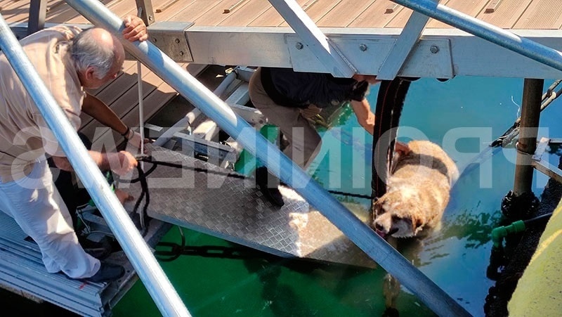 Ασυνείδητος άνδρας κλωτσάει και πετάει αδέσποτο σκύλο στη θάλασσα, διασώθηκε από περαστικούς | Επεισόδιο στην Καβάλα