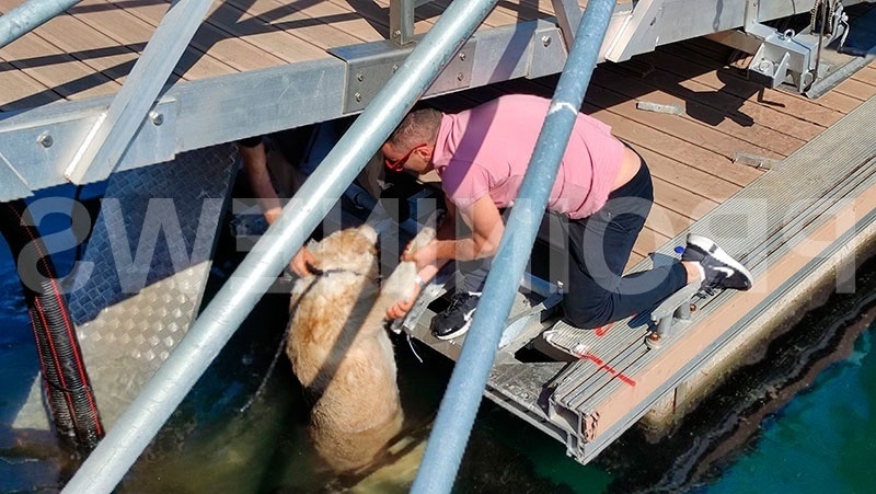 Ασυνείδητος άνδρας κλωτσάει και πετάει αδέσποτο σκύλο στη θάλασσα, διασώθηκε από περαστικούς | Επεισόδιο στην Καβάλα