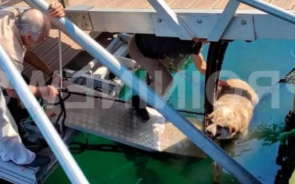 Ασυνείδητος άνδρας κλωτσάει και πετάει αδέσποτο σκύλο στη θάλασσα, διασώθηκε από περαστικούς | Επεισόδιο στην Καβάλα