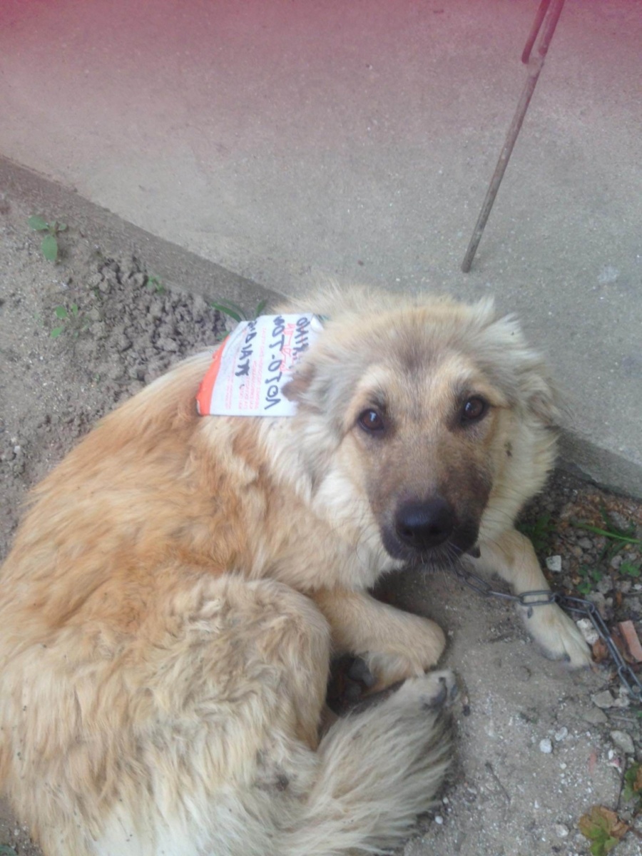 Booklet Stuck, Βοήθεια Danae: Σπαρακτική εγκατάλειψη αδέσποτου σκύλου
