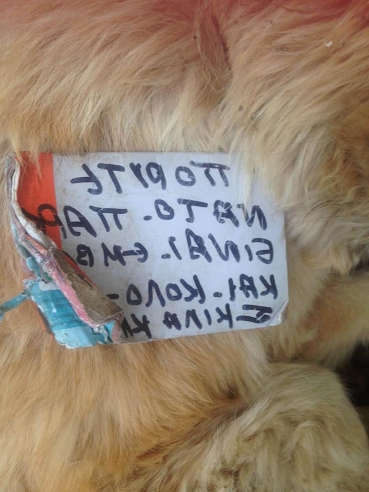 Booklet Stuck, Βοήθεια Danae: Σπαρακτική εγκατάλειψη αδέσποτου σκύλου