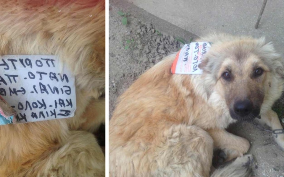 Booklet Stuck, Βοήθεια Danae: Σπαρακτική εγκατάλειψη αδέσποτου σκύλου>