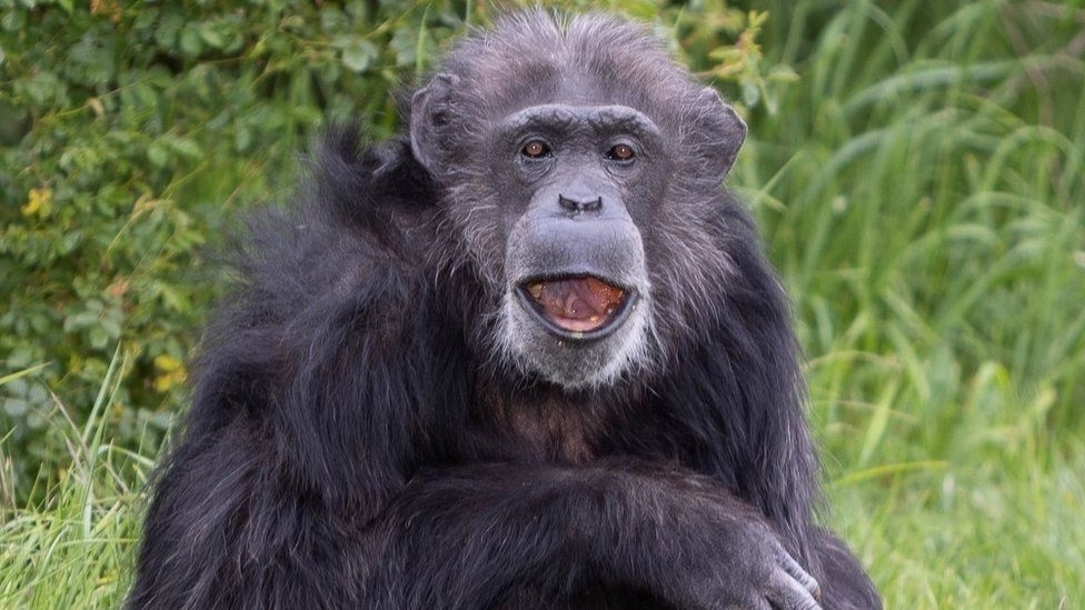 Coco: Γιορτάζοντας 50 χρόνια ζωής – Ένας από τους παλαιότερους θηλυκούς χιμπατζήδες της Ευρώπης