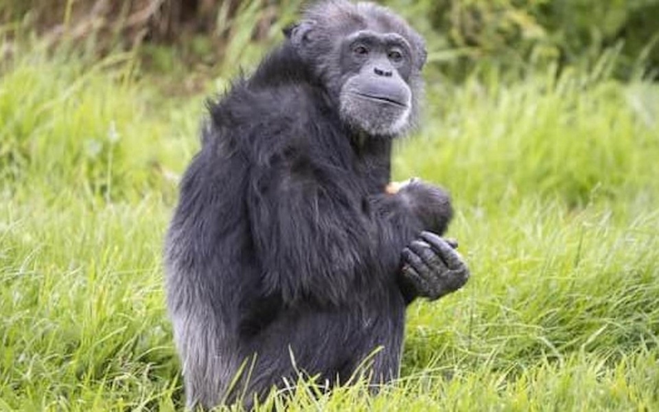 Coco: Γιορτάζοντας 50 χρόνια ζωής – Ένας από τους παλαιότερους θηλυκούς χιμπατζήδες της Ευρώπης>