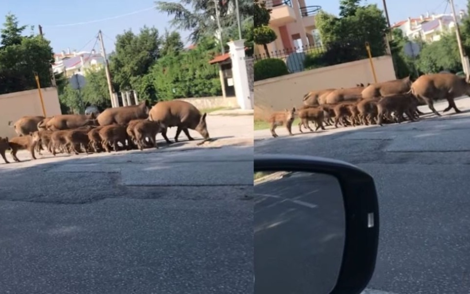 Δείτε το βίντεο: Εκπληκτική αγέλη αγριογούρουνων κάνει βόλτες στη Θεσσαλονίκη>