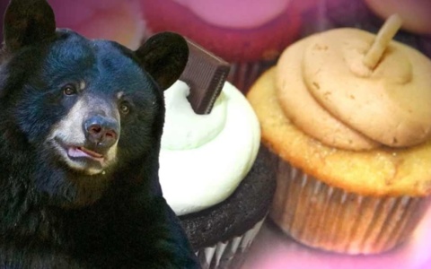 Εισβολή της αρκούδας: Παρακολουθήστε την πεινασμένη αρκούδα να καταβροχθίζει cupcakes στο Avon>