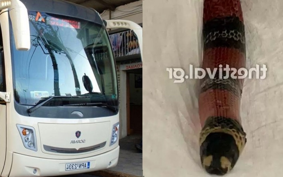 Ένα εκπληκτικό ταξίδι: Πανικός με φίδια σε λεωφορείο της Θεσσαλονίκης>