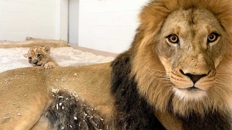 Heartwarming Lion Dad Meets Cub: Μια συναρπαστική στιγμή στο ζωολογικό κήπο του Ντένβερ