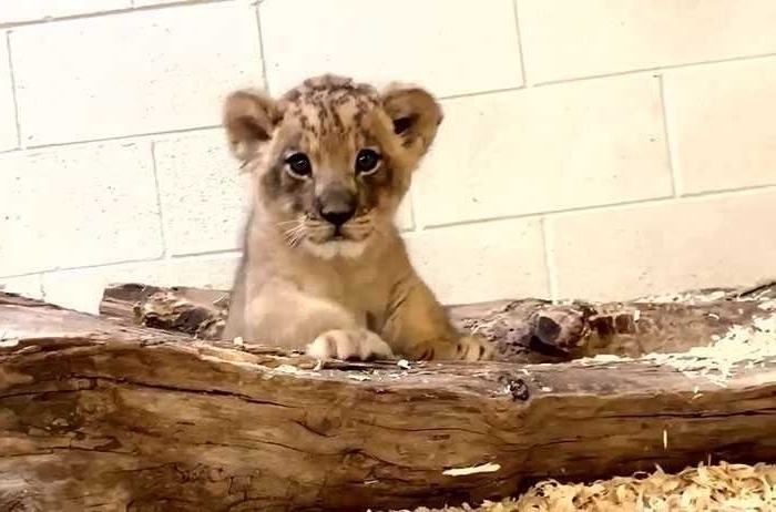 Heartwarming Lion Dad Meets Cub: Μια συναρπαστική στιγμή στο ζωολογικό κήπο του Ντένβερ
