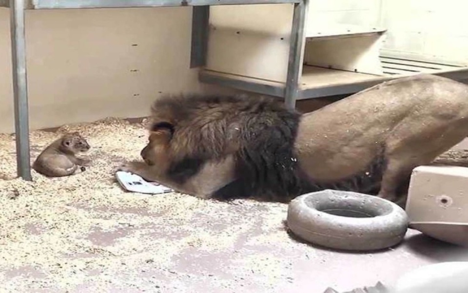 Heartwarming Lion Dad Meets Cub: Μια συναρπαστική στιγμή στο ζωολογικό κήπο του Ντένβερ>