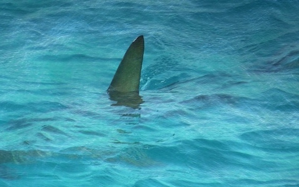 Μαγευτική συνάντηση: Περίπατος καρχαρία στον Κορινθιακό Κόλπο – Δείτε το απίστευτο βίντεο με το πτερύγιο>