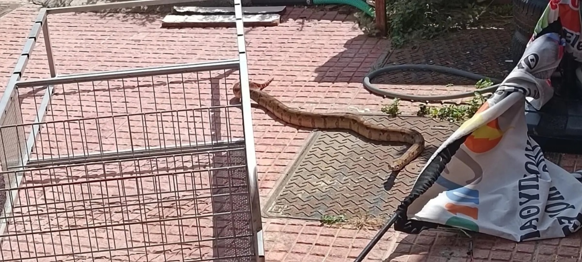 Μεγάλος βόας προκαλεί πανικό στο Καρλόβασι της Σάμου | Urban Reptile Encounter
