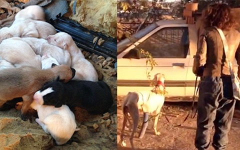 Μια συγκινητική ιστορία: Κυνηγόσκυλο με σπασμένο πόδι οδηγεί τον κτηνίατρο στα κουτάβια της>