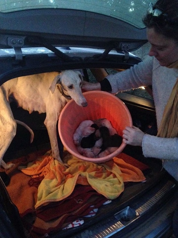 Μια συγκινητική ιστορία: Κυνηγόσκυλο με σπασμένο πόδι οδηγεί τον κτηνίατρο στα κουτάβια της