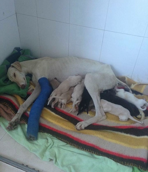 Μια συγκινητική ιστορία: Κυνηγόσκυλο με σπασμένο πόδι οδηγεί τον κτηνίατρο στα κουτάβια της