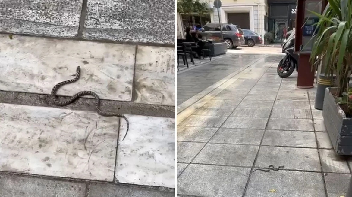 Οχιές στα πεζοδρόμια: Τρομακτική συνάντηση στο Κολωνάκι | Δείτε τα βίντεο