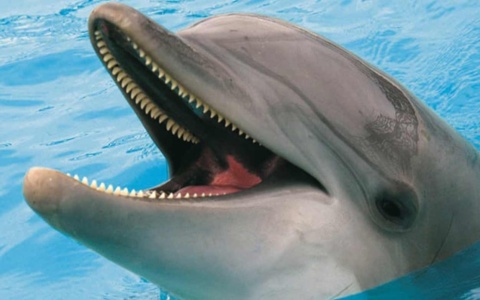 Πράξη καλοσύνης των ψαράδων: Συγκινητική διάσωση δελφινιών στην Κάλυμνο>