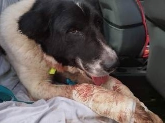 Σκληρότητα στην Πάτρα: Άνδρας επιτίθεται σε σκύλο με καυστικό υγρό