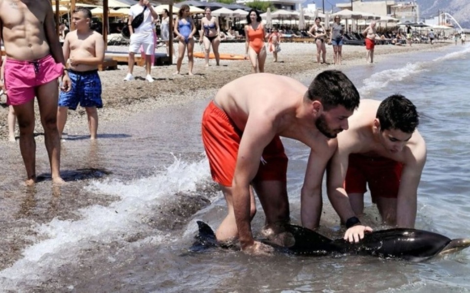 Συγκινητική διάσωση δελφινιών: Μικρό δελφίνι στην Κόρινθο περιμένει βοήθεια σαν μωρό>