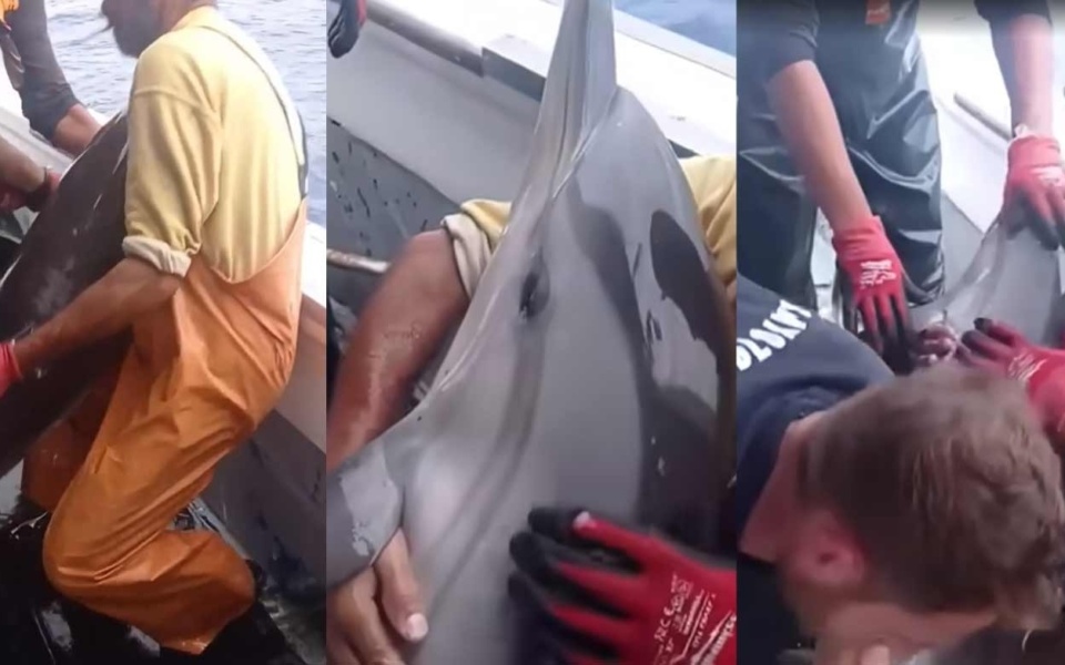 Συγκινητική διάσωση δελφινιών: Συγκινητική απελευθέρωση από σκάφος στην Κάλυμνο [Βίντεο]>