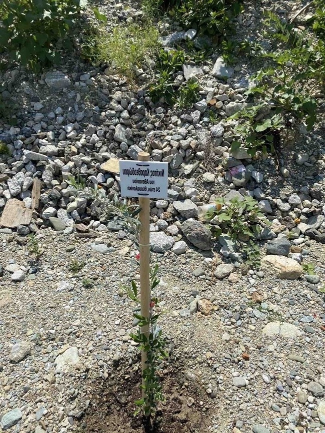 Συγκινητικό αφιέρωμα: Δέντρα φυτεύτηκαν στον τόπο της τραγωδίας στα Τέμπη, τιμώντας τα θύματα