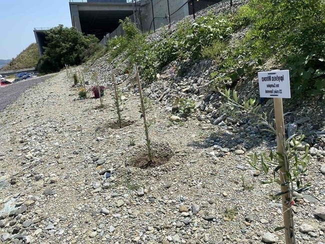Συγκινητικό αφιέρωμα: Δέντρα φυτεύτηκαν στον τόπο της τραγωδίας στα Τέμπη, τιμώντας τα θύματα