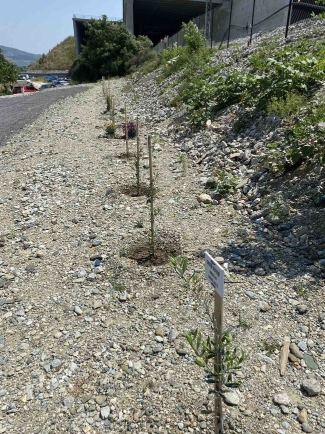 Συγκινητικό αφιέρωμα: Δέντρα φυτεύτηκαν στον τόπο της τραγωδίας στα Τέμπη, τιμώντας τα θύματα