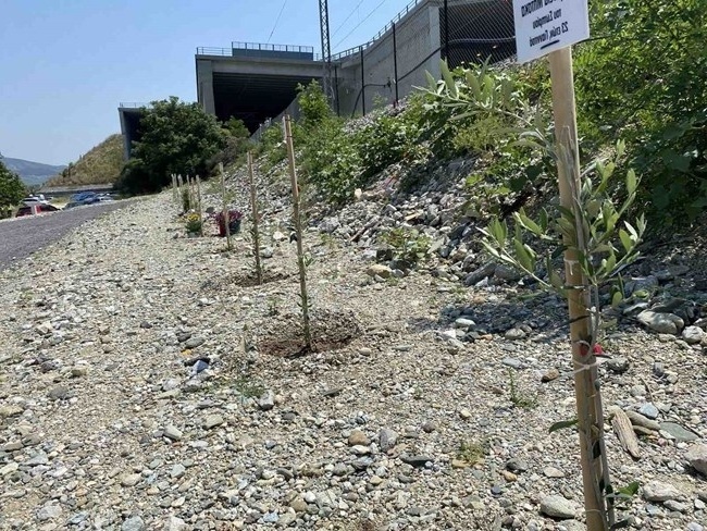 Συγκινητικό αφιέρωμα: Δέντρα φυτεύτηκαν στον τόπο της τραγωδίας στα Τέμπη, τιμώντας τα θύματα