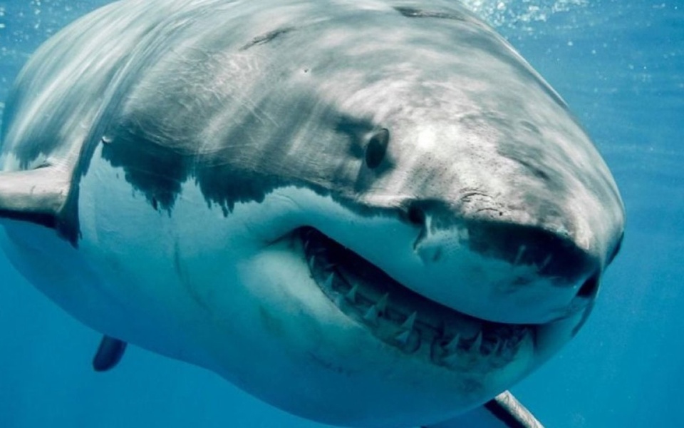 Τεράστιος μακρύπτερος καρχαρίας Mako εντοπίστηκε κοντά στη Ζάκυνθο | Δείτε το βίντεο>