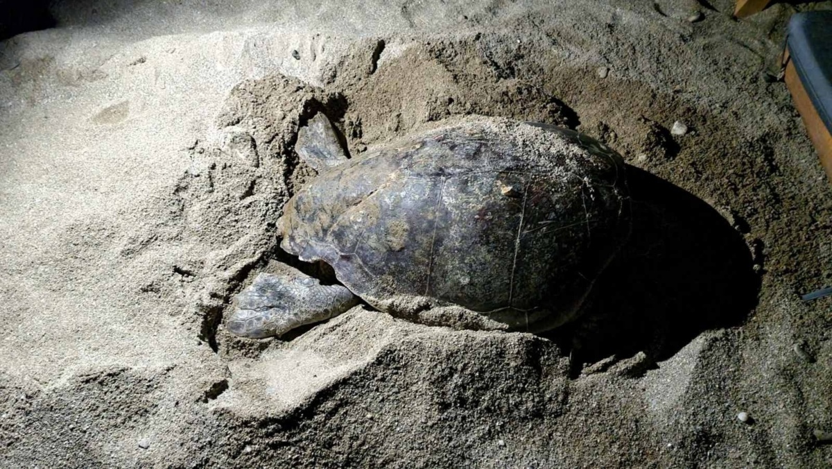 Θαλάσσια χελώνα παλεύει να γεννήσει αυγά ανάμεσα σε ξαπλώστρες στην Κρήτη
