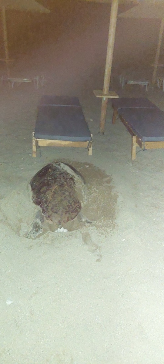 Θαλάσσια χελώνα παλεύει να γεννήσει αυγά ανάμεσα σε ξαπλώστρες στην Κρήτη