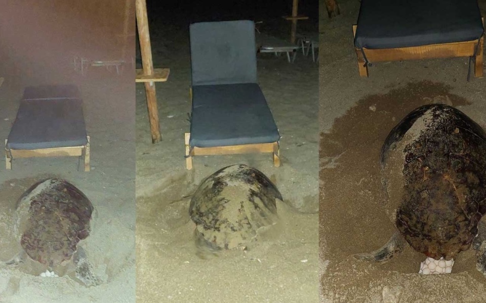 Θαλάσσια χελώνα παλεύει να γεννήσει αυγά ανάμεσα σε ξαπλώστρες στην Κρήτη>