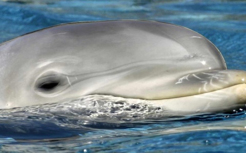 Τραγική απώλεια: Αποπροσανατολισμένο δελφίνι ξεβράστηκε νεκρό στην Κορινθία | Δείτε φωτογραφίες>