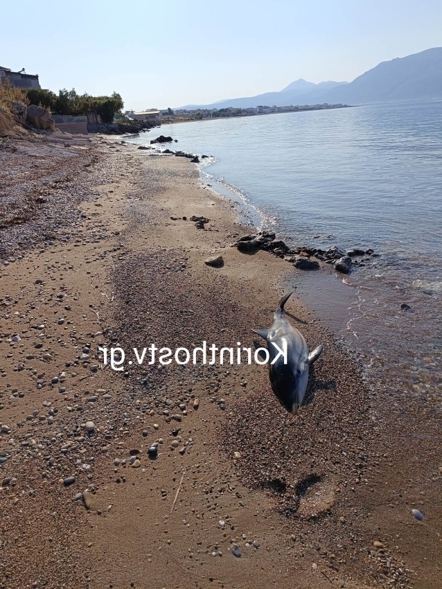 Τραγική απώλεια: Αποπροσανατολισμένο δελφίνι ξεβράστηκε νεκρό στην Κορινθία | Δείτε φωτογραφίες